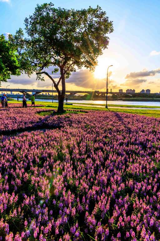 第一弾の花畑が延平河浜公園に登場