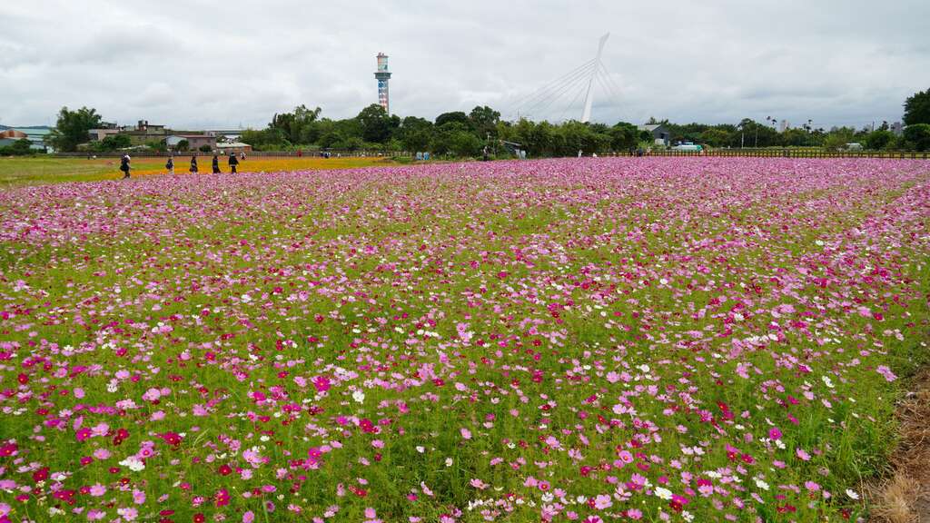 社子大橋是關渡平原地標(圖片來源：臺北市政府工務局)