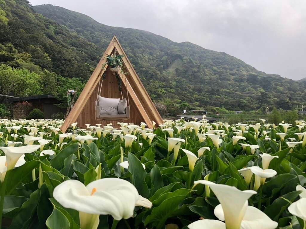 竹子湖逛海芋田(圖片來源：臺北市政府產業發展局)