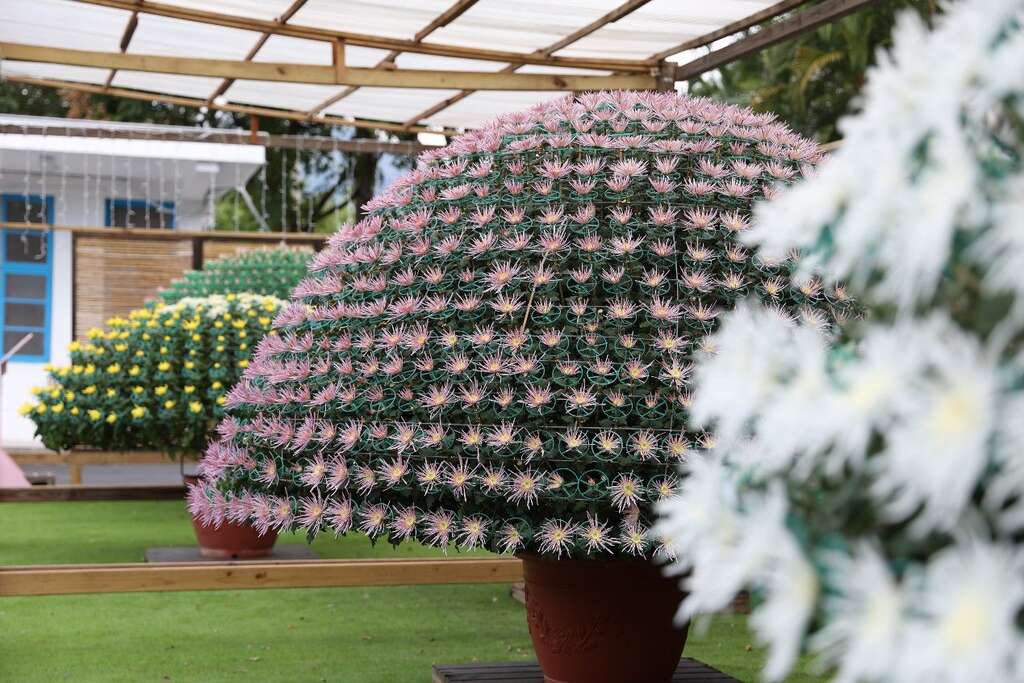 单株近千朵的大立菊精彩呈现(图片来源：台北市政府工务局公园路灯工程管理处)