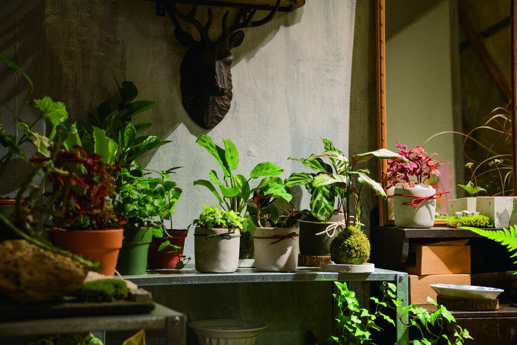 在家中摆置观叶植栽，可让空间感觉充满生气。（图／关於鲜花和植物的大小事）