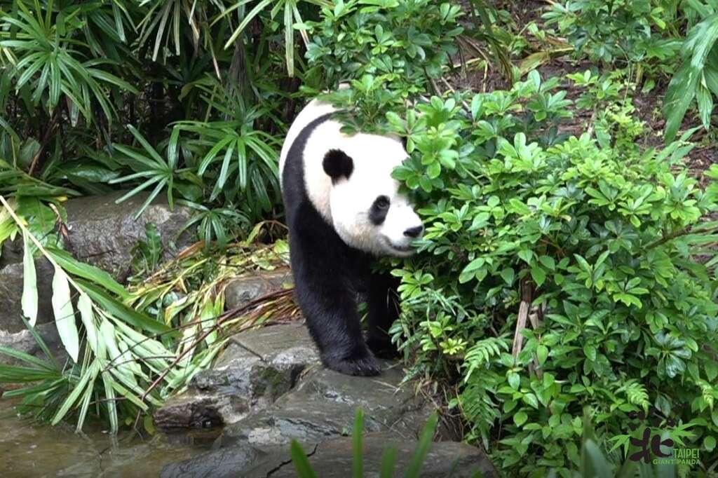圓寶：我長大要獨立了！(圖片來源：臺北市立動物園)