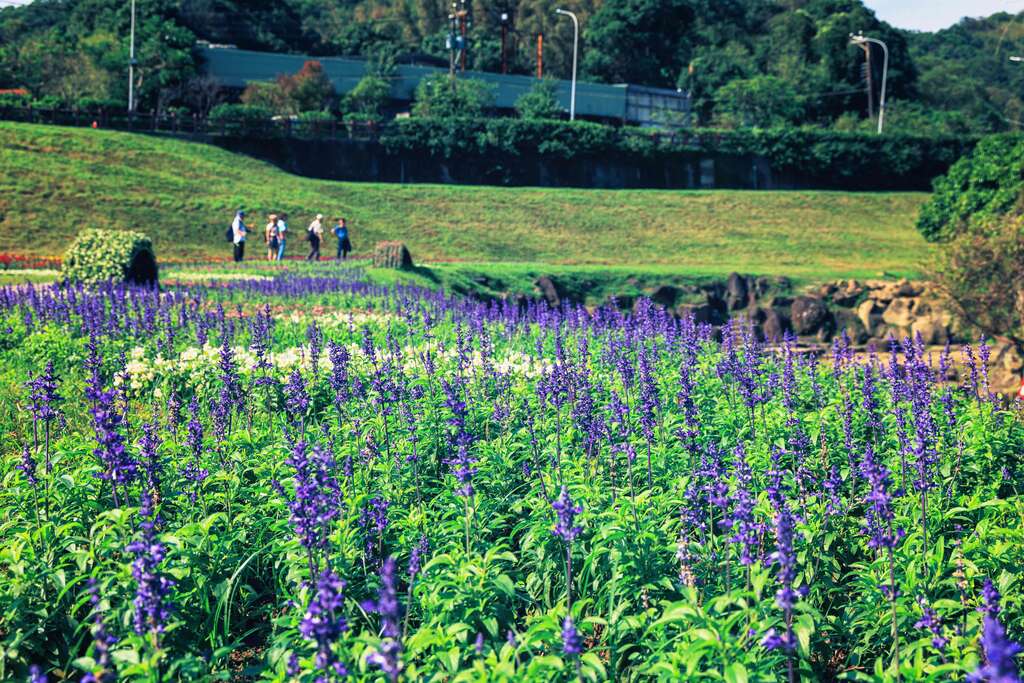 紫色的鼠尾草，在綠油油草坡點綴花海(圖片來源：臺北市政府工務局水利工程處)