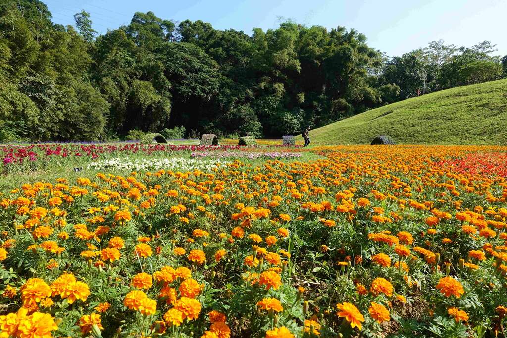Flower Viewing During New Year’s Eve Holidays Dagouxi Riverside Park Sea of Flowers in Full Bloom