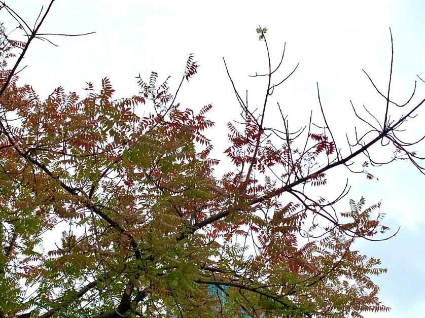 黃連木由綠葉轉紅葉近照(圖片來源：臺北市政府工務局公園路燈工程管理處)