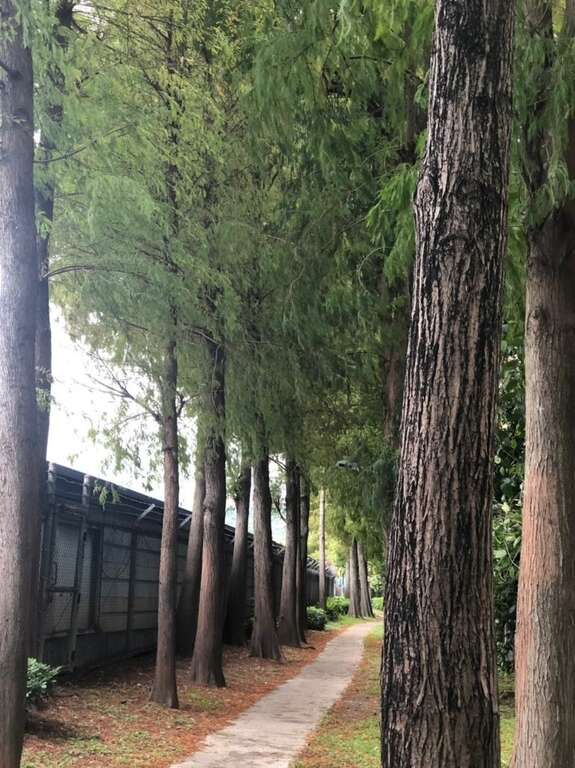 冬季里的主角落羽松(图片来源：台北市政府工务局公园路灯工程管理处)