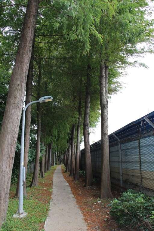渐变中的落羽松(图片来源：台北市政府工务局公园路灯工程管理处)