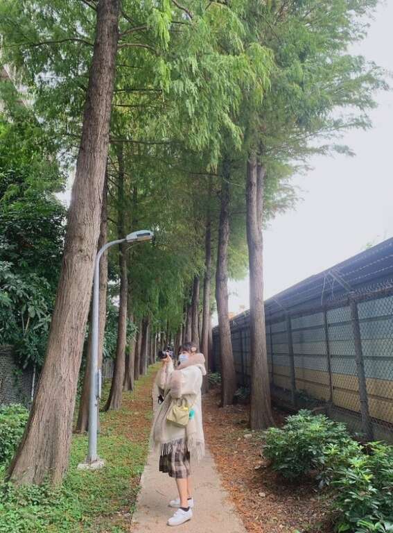 網美們拍照熱門景點(圖片來源：臺北市政府工務局公園路燈工程管理處)