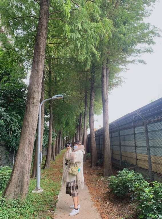 网美们拍照热门景点(图片来源：台北市政府工务局公园路灯工程管理处)
