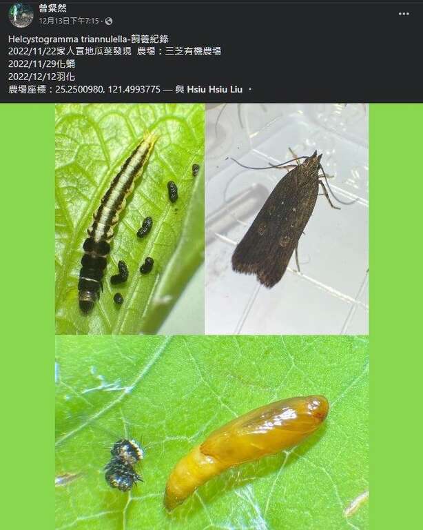 曾粲然同学在FB社团-慕光之城-蛾类世界 PART 2提供的蛾类观察资料，包含完整的饲养生活史照片。(图片来源：台北市青少年发展暨家庭教育中心)