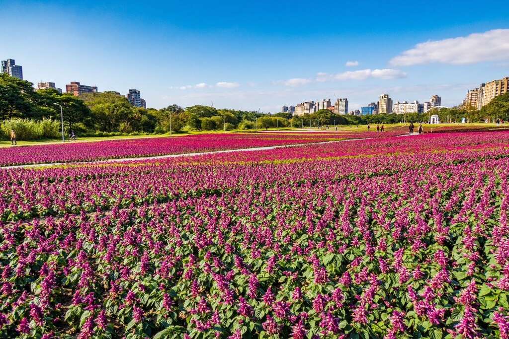 北市古亭河濱花海盛開 面積超過4千坪(圖片來源：臺北市政府工務局水利工程處)