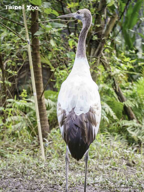 聽到丹頂鶴繁殖成功的消息後，釧路市市長及動物園園長除了表示恭喜外，也非常期待可以到臺灣來親自探視「哩鶴」(圖片來源：臺北市立動物園)