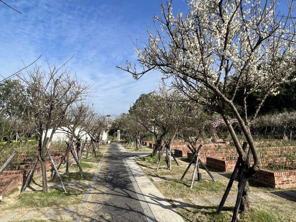 快來士林官邸感受梅花撲鼻的清香吧(圖片來源：臺北市政府工務局公園路燈工程管理處)