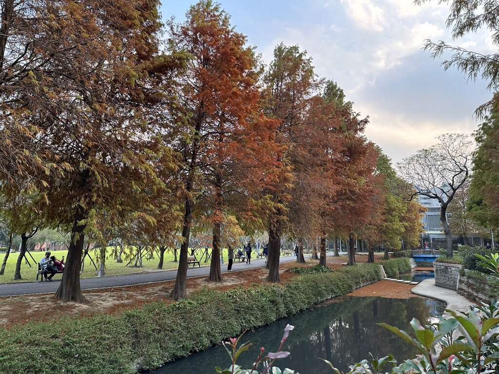 落羽松落下羽毛般的落葉浪漫極了(圖片來源：臺北市政府工務局公園路燈工程管理處)