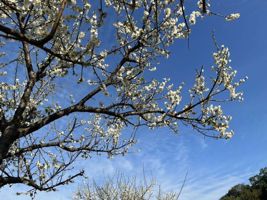 藍天與白梅映襯相得益章(圖片來源：臺北市政府工務局公園路燈工程管理處)