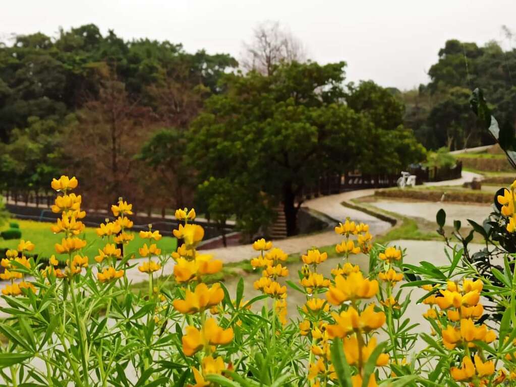 樟树步道鲁冰花(图片来源：台北大众捷运股份有限公司)