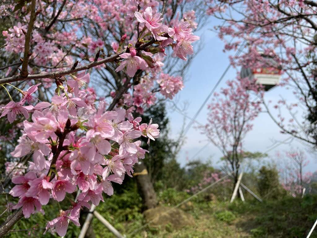 指南風景區櫻花林魔幻美感(圖片來源：臺北市政府工務局大地工程處)