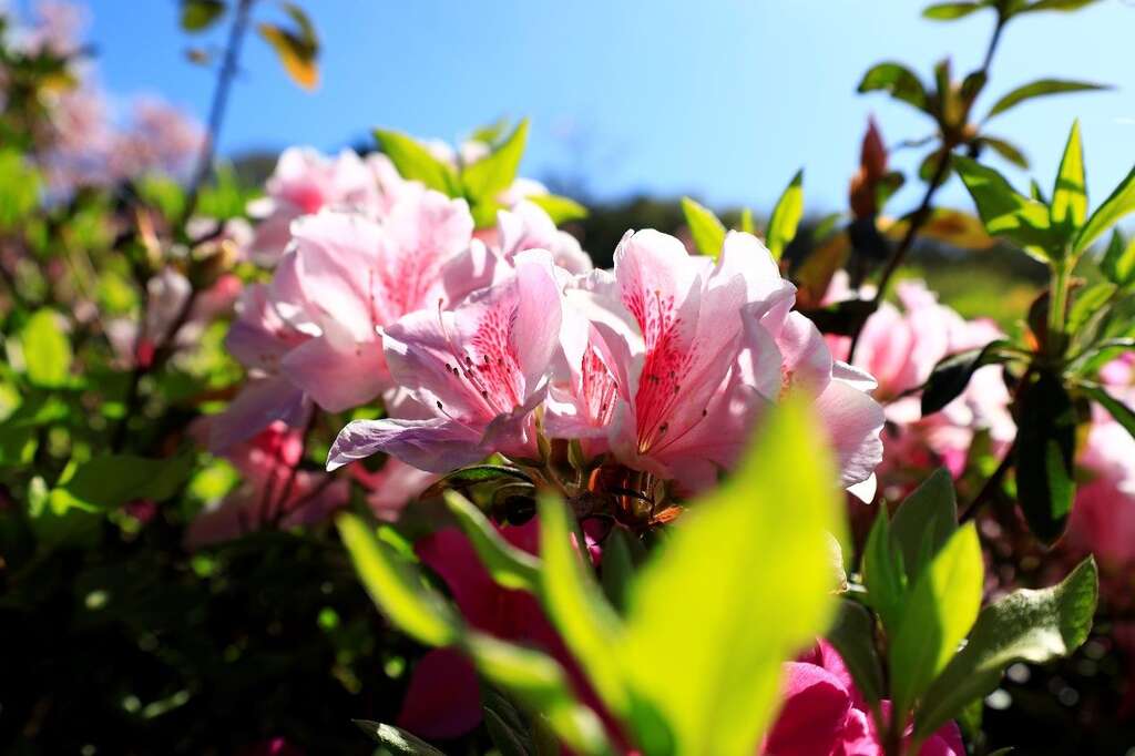 杜鹃花也会在春节期间盛开(图片来源：台北市政府工务局公园路灯工程管理处)