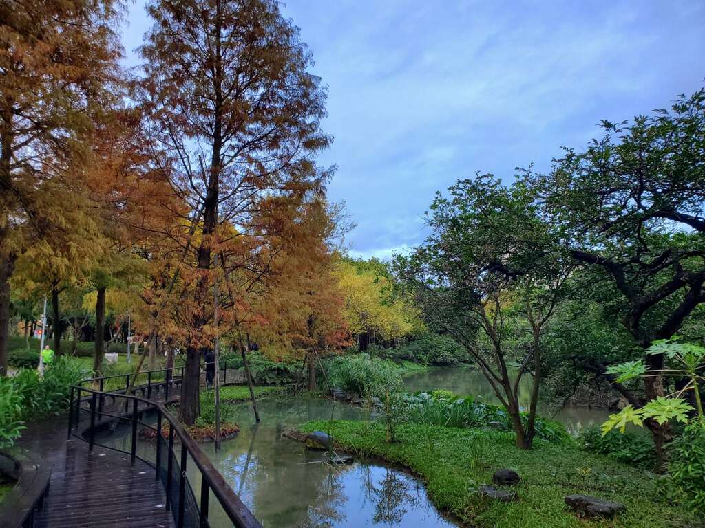 大安森林公园大生态池旁的落羽松已然变红(图片来源：台北市政府工务局公园路灯工程管理处)