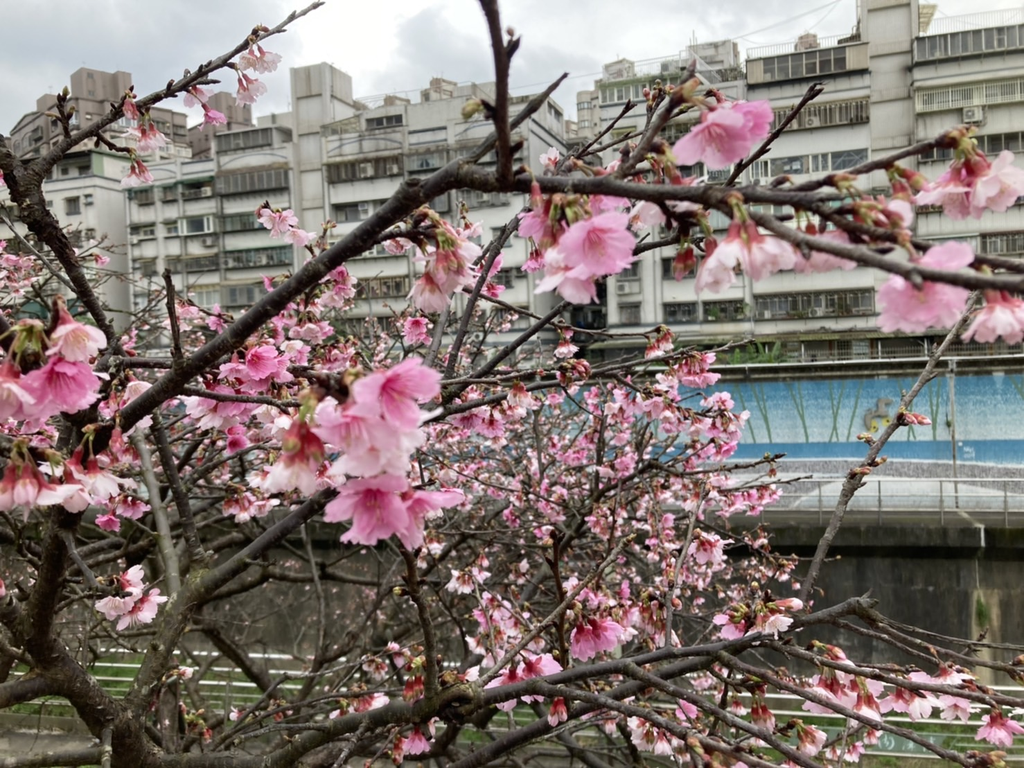 2023 樂活公園花況照片(圖片來源：臺北市政府工務局公園路燈工程管理處)
