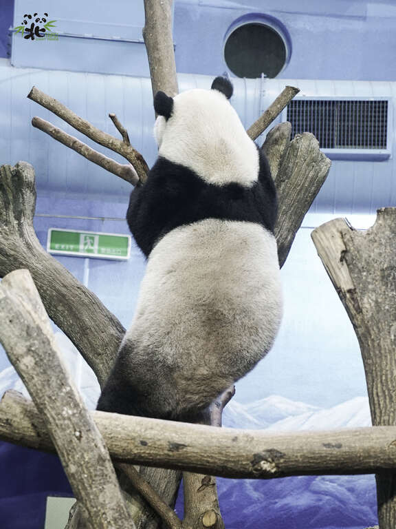 「圓仔」的黑背心的寬度比較細且黑白交界處有近似V的弧形(圖片來源：臺北市立動物園)