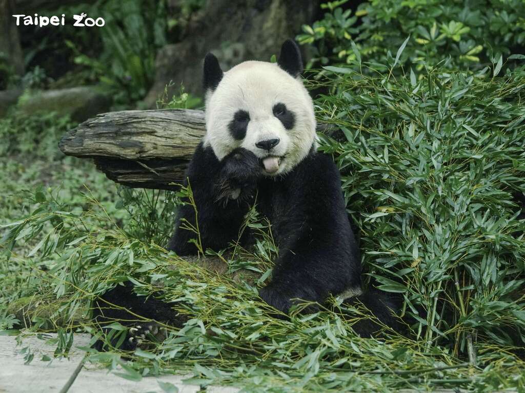圓圓現在每天吃飽睡好，體重自然也逐步回升到107公斤上下(詹德川攝) (圖片來源：臺北市立動物園)