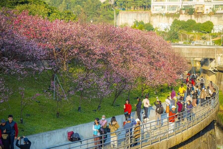 吸引許多人前來賞櫻(圖片來源：臺北市政府工務局公園路燈工程管理處)