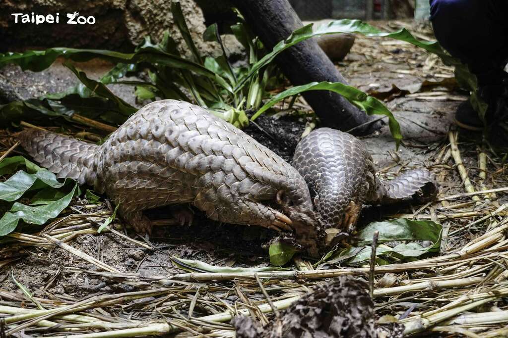 穿山甲食性特殊，一般人未掌握正确的照养方式，千万不可随意喂食甚至带回照顾(图片来源：台北市立动物园)