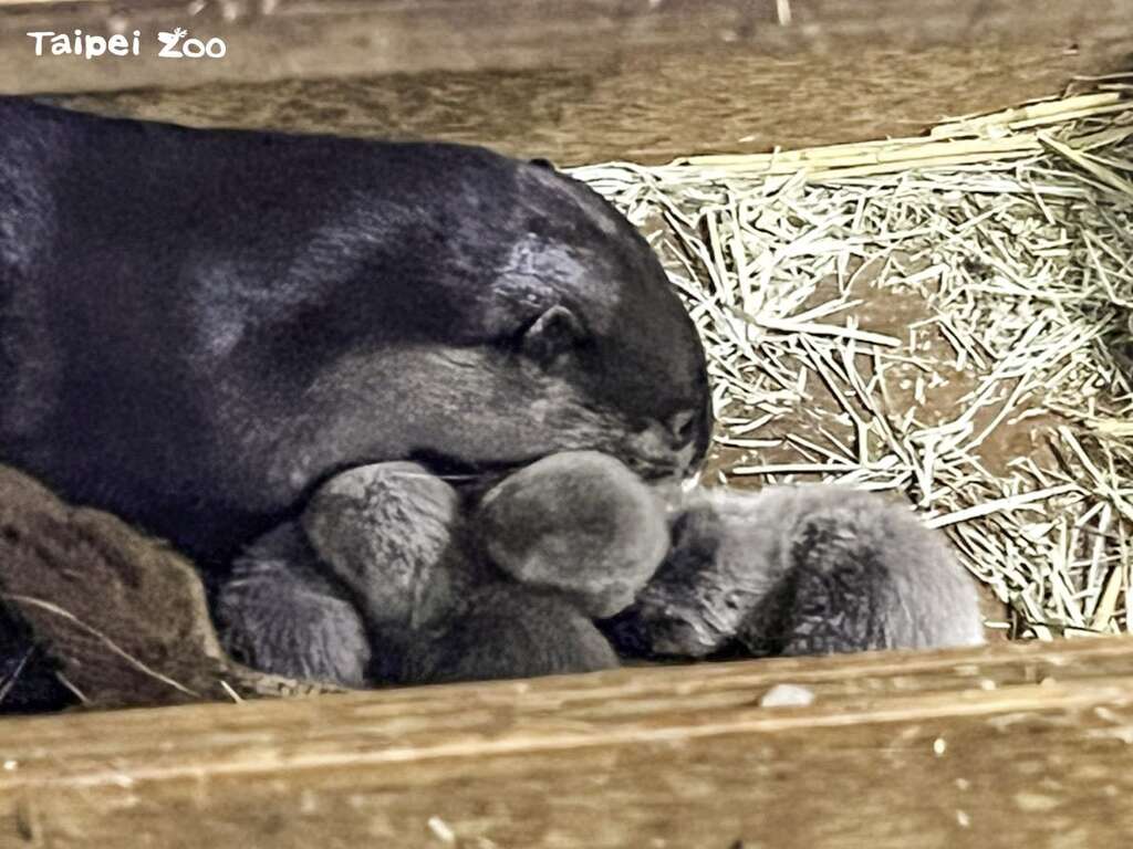 「史達奇」是一位「神隊友」爸爸(林立婷攝) (圖片來源：臺北市立動物園)