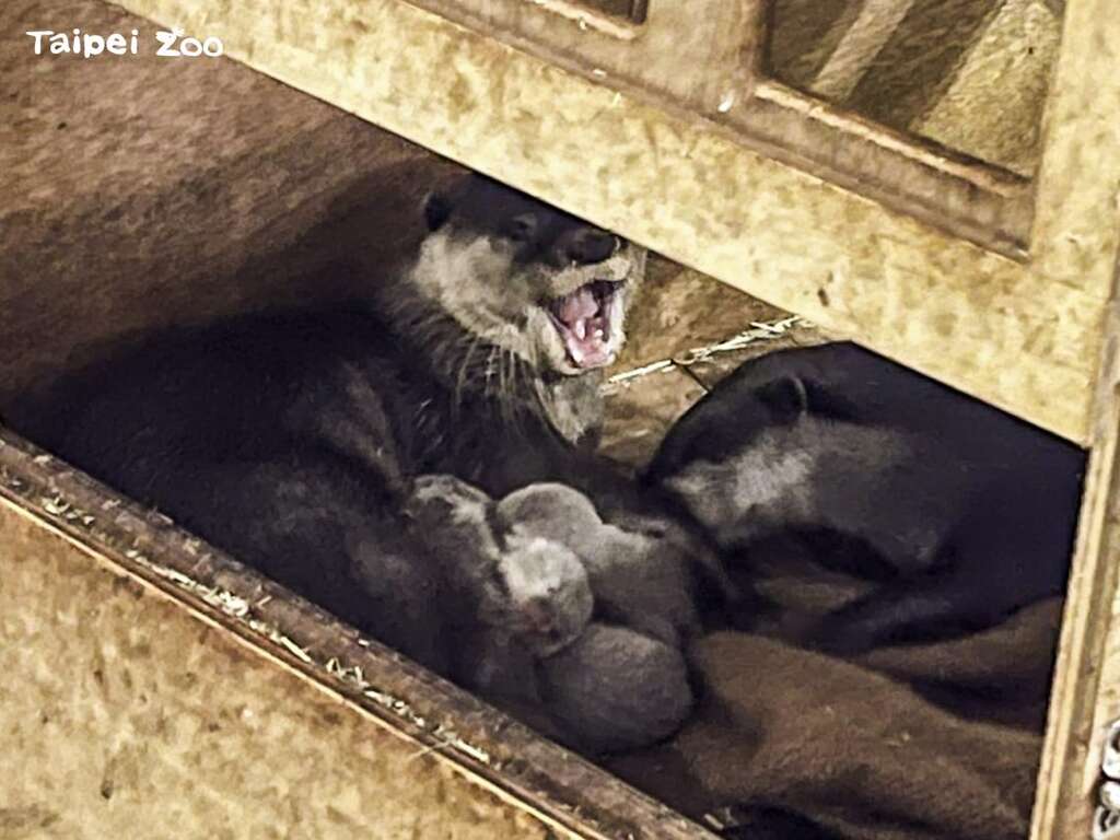 睽違了四年，臺北市立動物園的小爪水獺家族再次迎來四胞胎(林立婷攝) (圖片來源：臺北市立動物園)