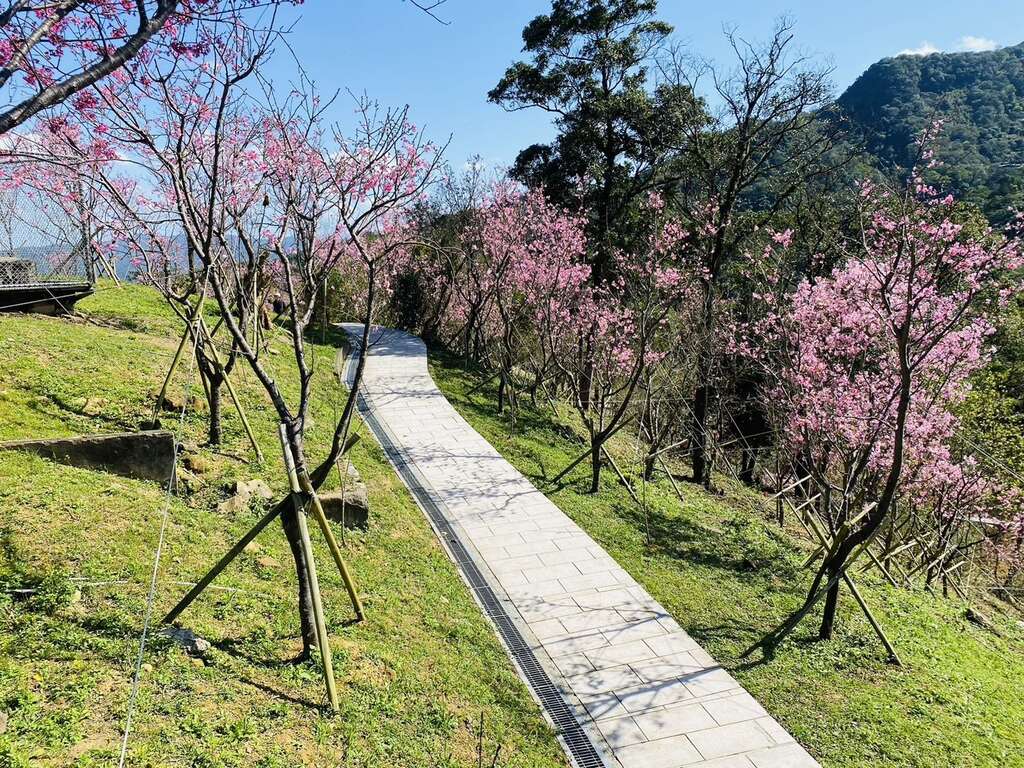 指南風景區櫻花盛開(圖片來源：臺北市政府工務局大地工程處)