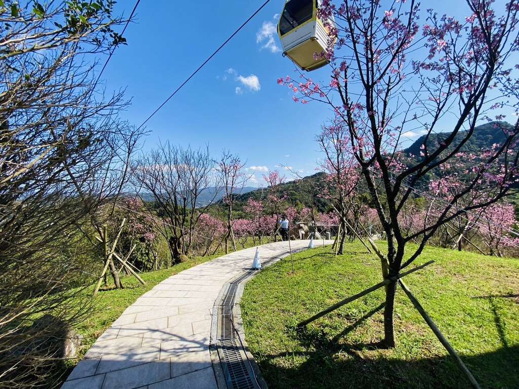 樱花陆续盛开(图片来源：台北市政府工务局大地工程处)