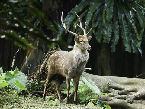 Taipei Zoo