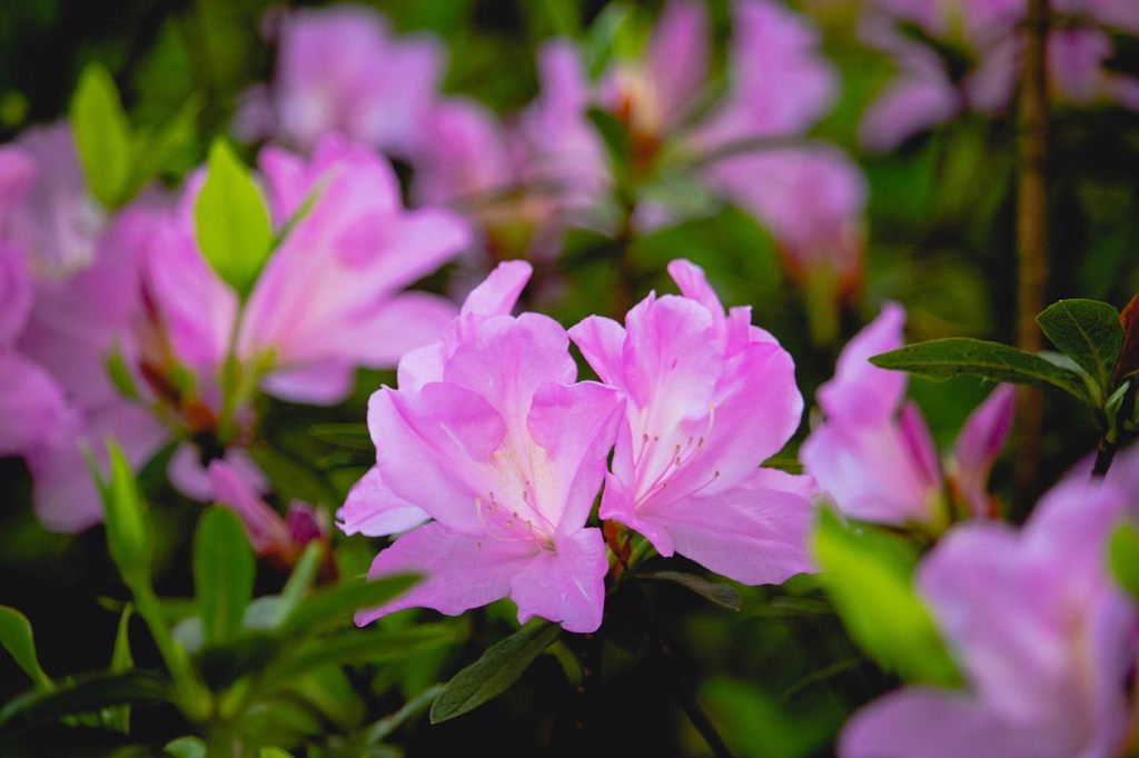大安森林公園杜鵑花逐漸盛開