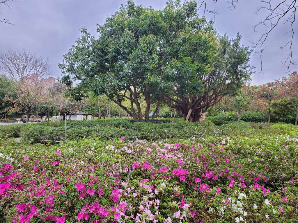 杜鹃花心心3种颜色杜鹃等待民众来蒐集(图片来源：台北市政府工务局公园路灯工程管理处)