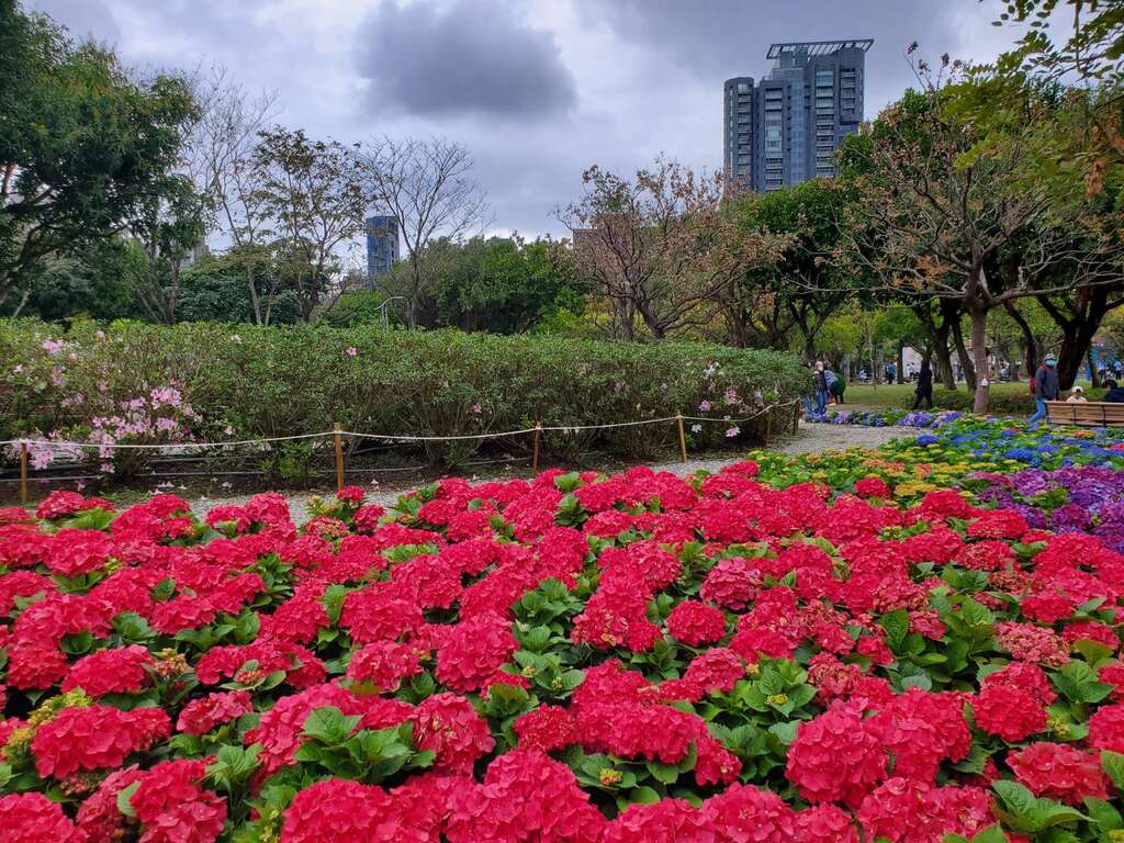 杜鹃花心心红绣球显得鲜艳动人(图片来源：台北市政府工务局公园路灯工程管理处)