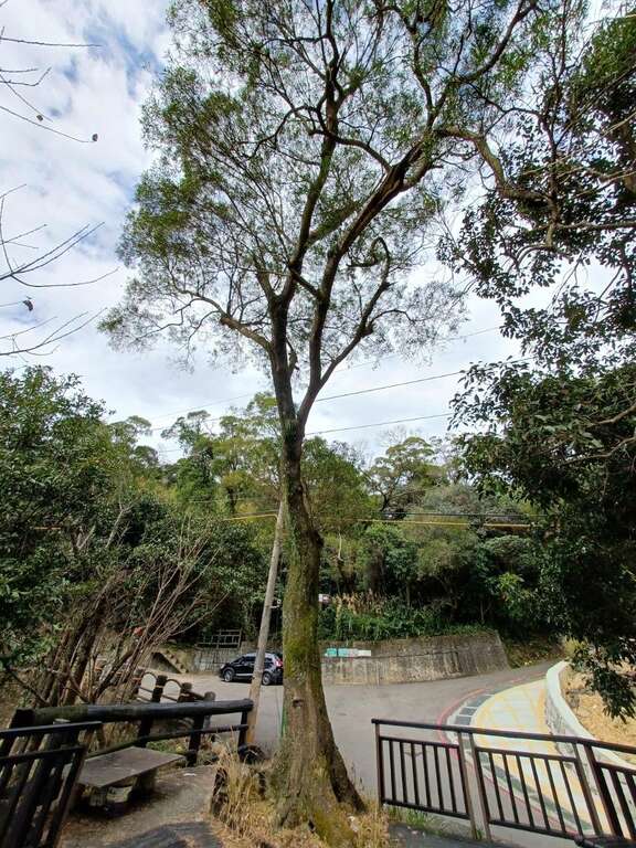 许愿树平台(图片来源：台北市政府工务局大地工程处)