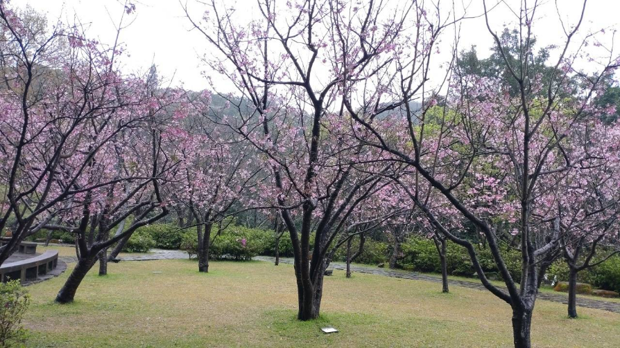 2023陽明山花季 噴水池昭和櫻花況(圖片來源：臺北市政府工務局公園路燈工程管理處)
