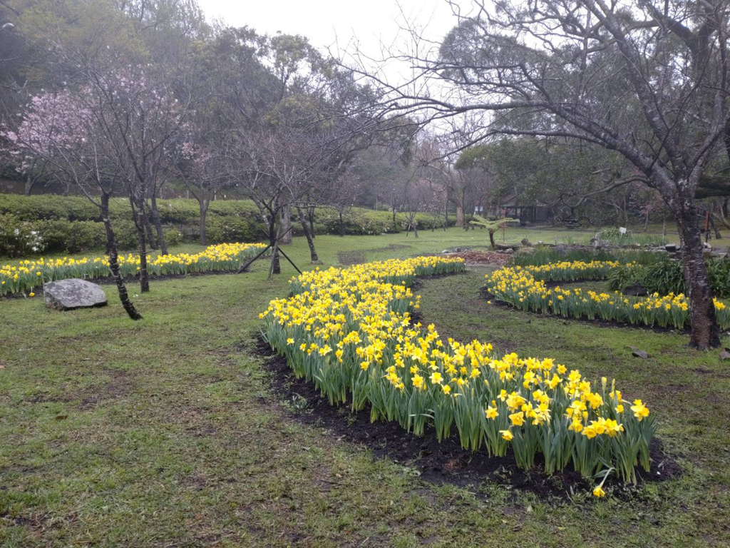 2023陽明山花季 湖山綠地西洋水仙花況(圖片來源：臺北市政府工務局公園路燈工程管理處)