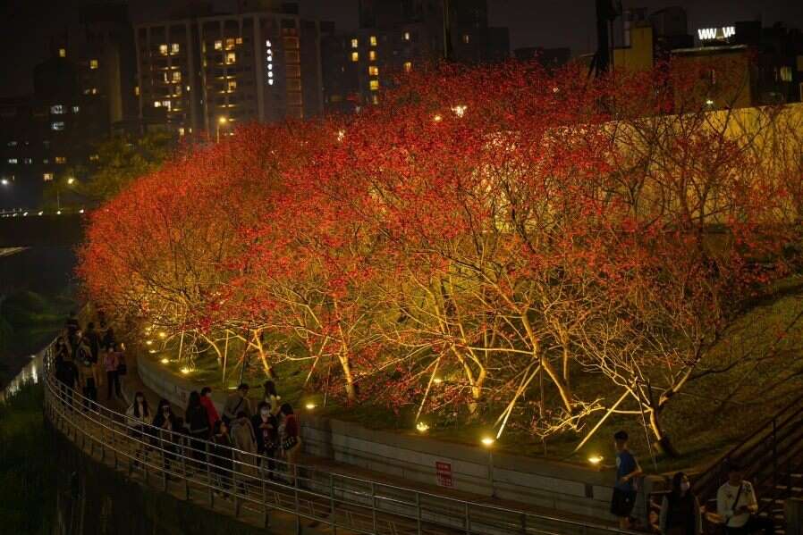 夜间的八重樱(图片来源：台北市政府工务局公园路灯工程管理处)