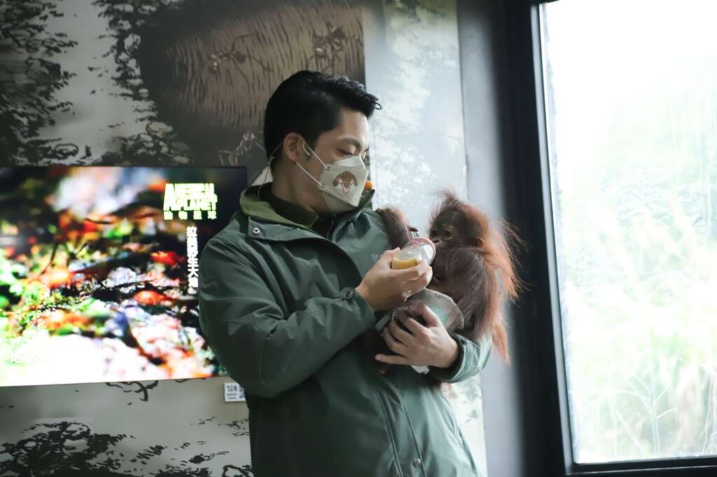 Mayor Doubles as Zookeeper, Helps Nurse Baby Orangutan