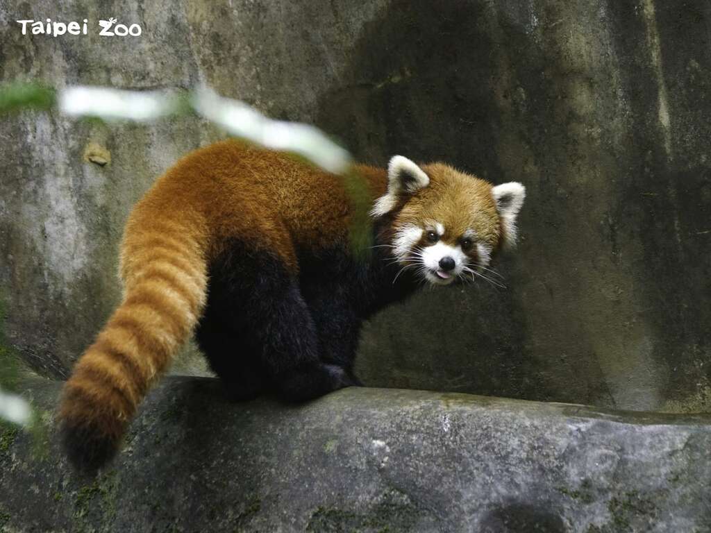世界各地的動物園、水族館和保育機構在生物多樣性保育工作中，扮演域內或域外保育的角色（小貓熊-詹德川攝）(圖片來源：臺北市立動物園)