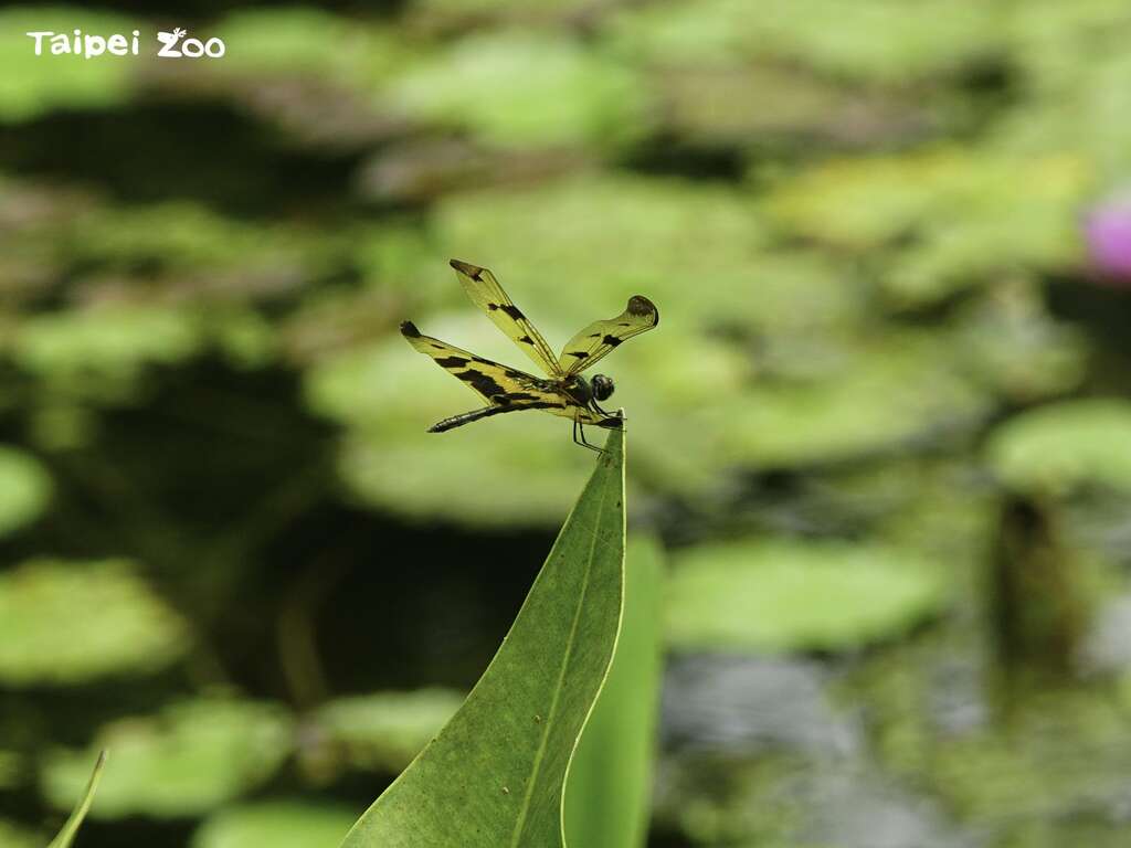 記憶中滿天蜻蜓常常伴隨著雨的味道（彩裳蜻蜓）(圖片來源：臺北市立動物園)