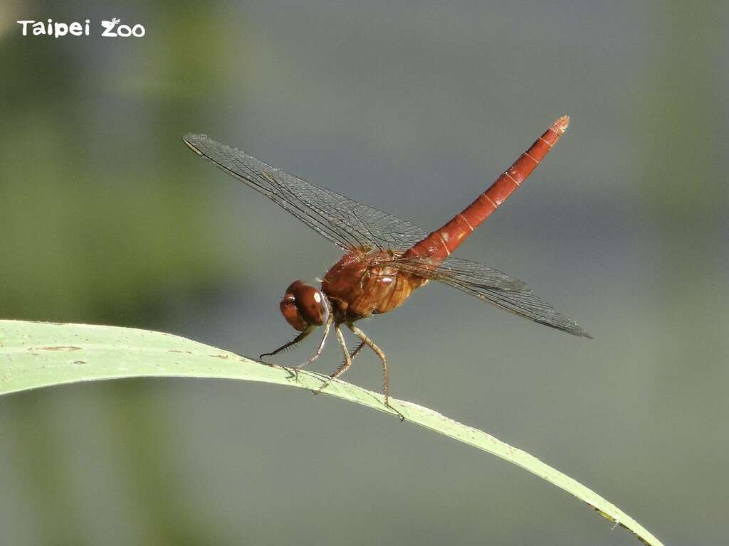現在想再看到滿天蜻蜓飛舞，卻不是那麼容易（腥紅蜻蜓）(圖片來源：臺北市立動物園)
