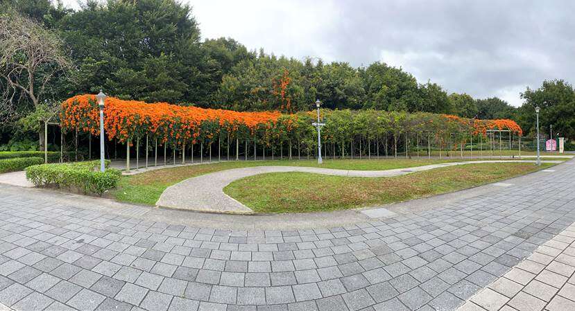 花博圓山園區藏有炮仗花廊道。(圖片來源：臺北市政府工務局公園路燈工程管理處)