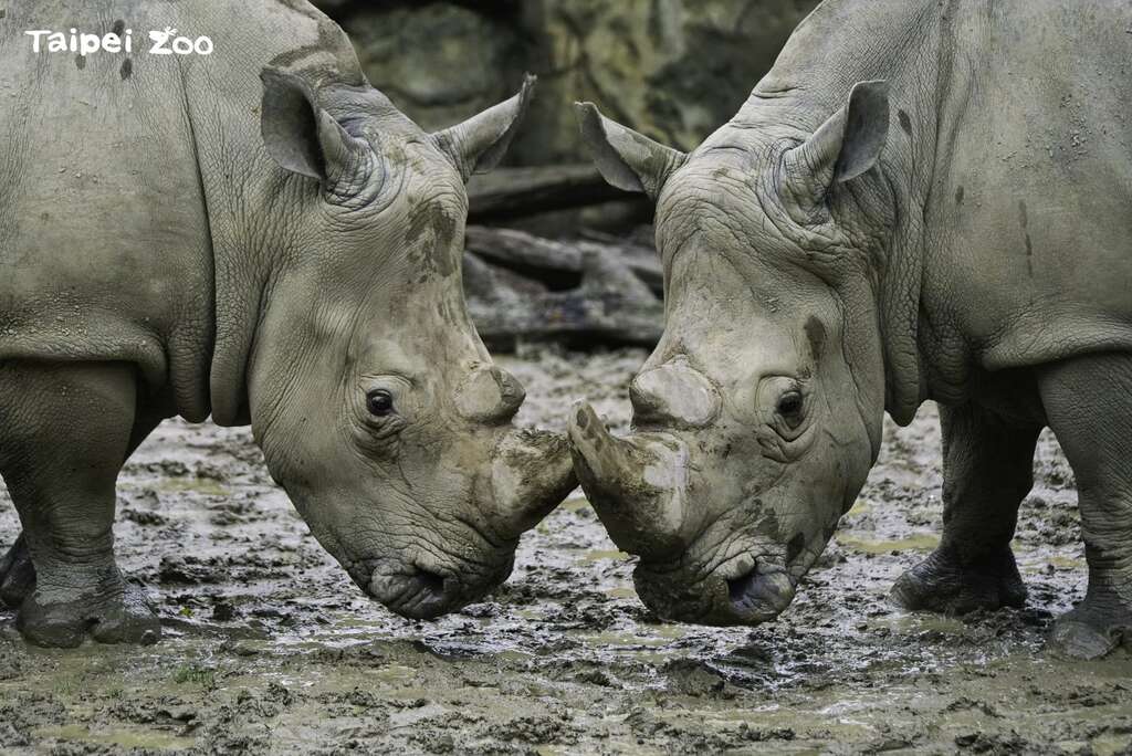 Taipei Zoo Celebrates 2023 World Wildlife Day