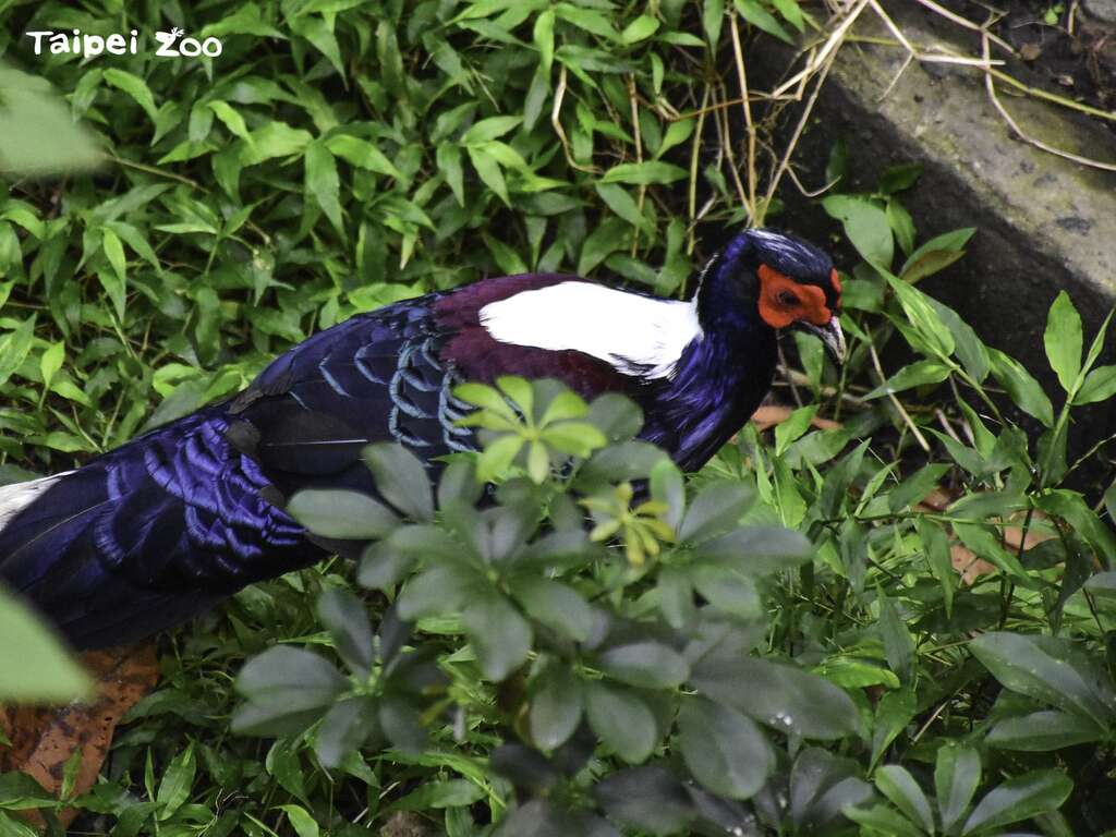 臺北市立動物園邀請大家一起守護生物多樣性為地球共建更好的未來(圖片來源：臺北市立動物園)