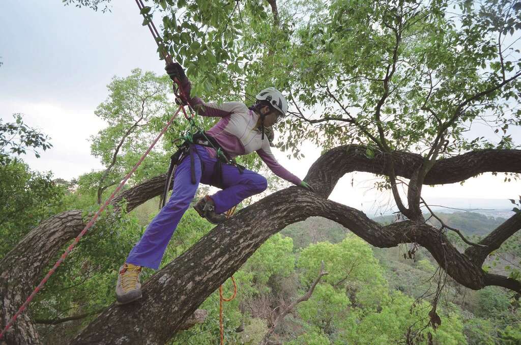 上樹後可以觀察到在地面所看不見的，像是近距離觀賞樹冠層。（圖／許荏涵）