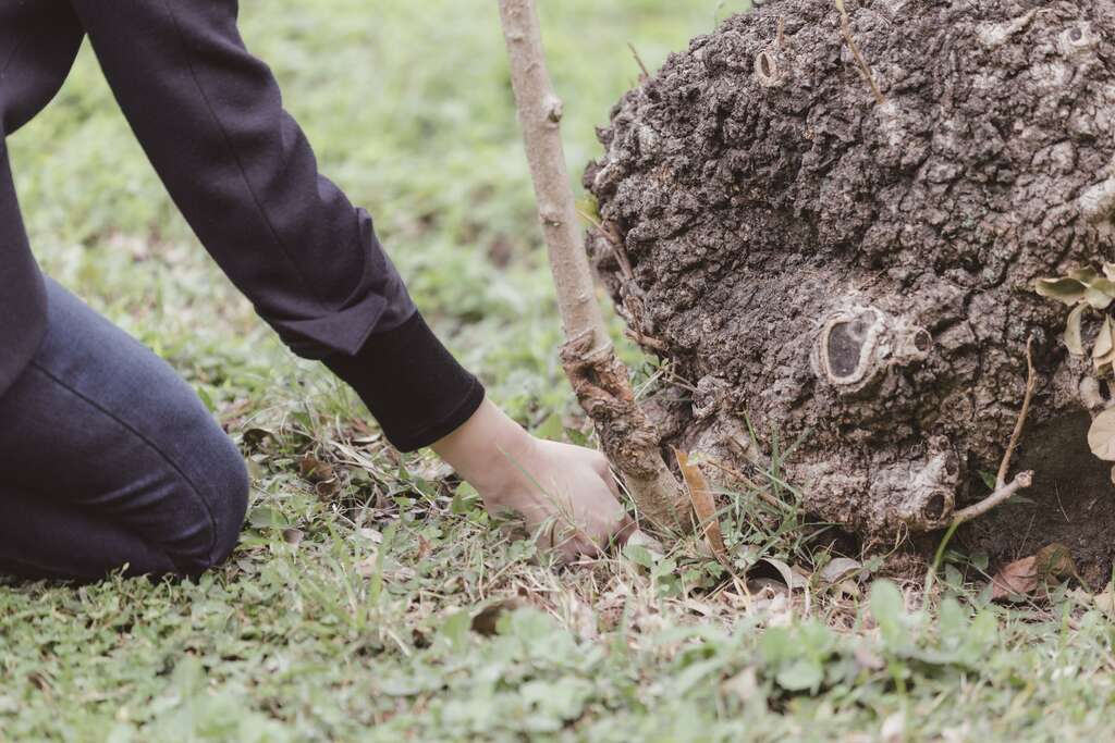 人們可以透過觀察樹木的根系生長樣態等，察覺它們所傳遞的訊息，幫助樹木獲得更好的生活環境。（攝影／林冠良）