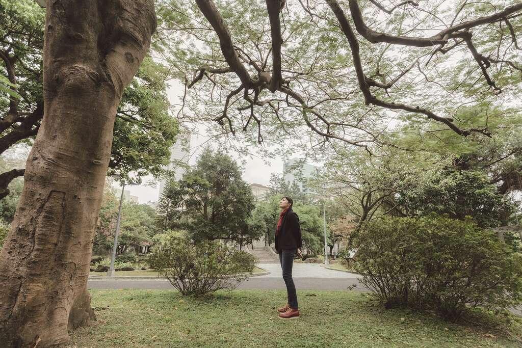 台北市的公園樹種豐富多樣，是民眾認識與學習樹木的知識寶庫。（攝影／林冠良）